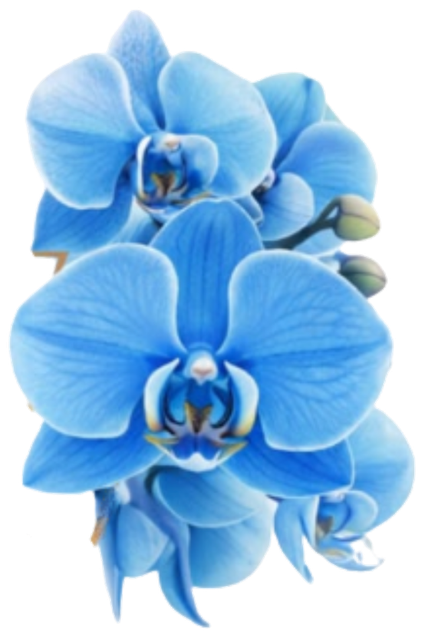 Blaue Orchidee